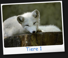 Tiere 1
