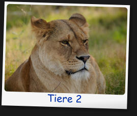 Tiere 2